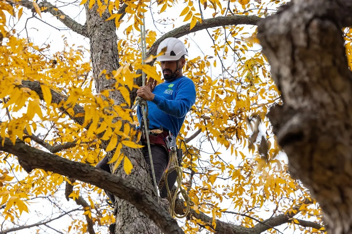 Skilled Storm Damage Cleanup crew working in Albany